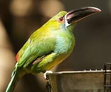 Crimson-rumped Toucanet