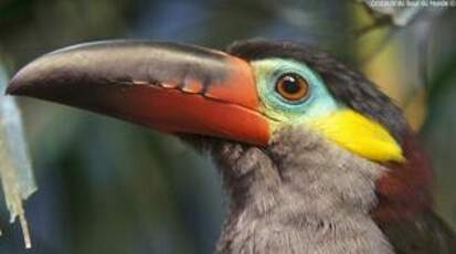 Toucanet koulik