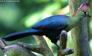 Fischer's Turaco