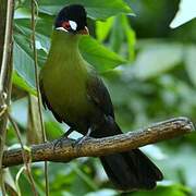 Hartlaub's Turaco