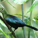Touraco de Livingstone