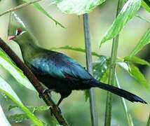 Livingstone's Turaco