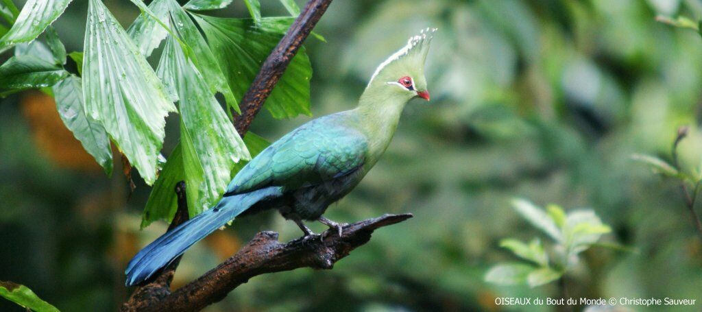 Touraco de Livingstone