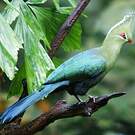 Touraco de Livingstone