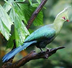 Touraco de Livingstone