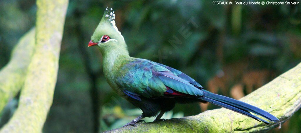 Livingstone's Turaco