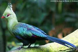 Livingstone's Turaco