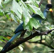 Great Blue Turaco