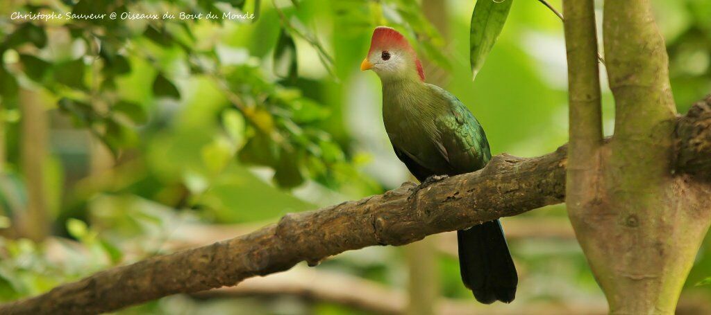 Red-crested Turaco