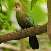 Red-crested Turaco