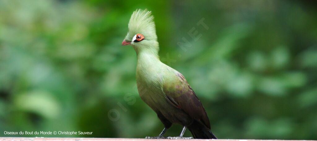 Guinea Turaco