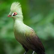 Guinea Turaco