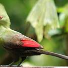 Touraco vert