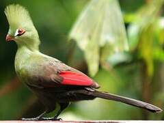 Touraco vert