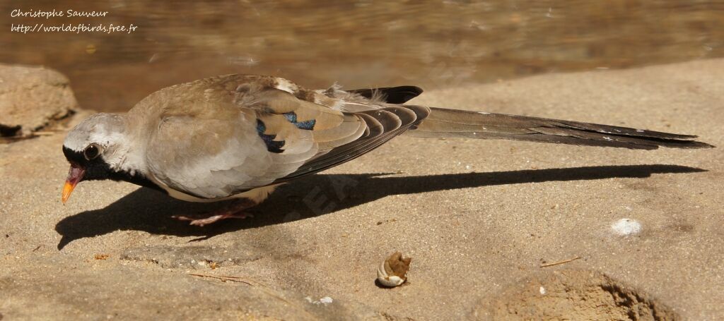 Namaqua Dove