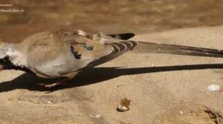 Namaqua Dove