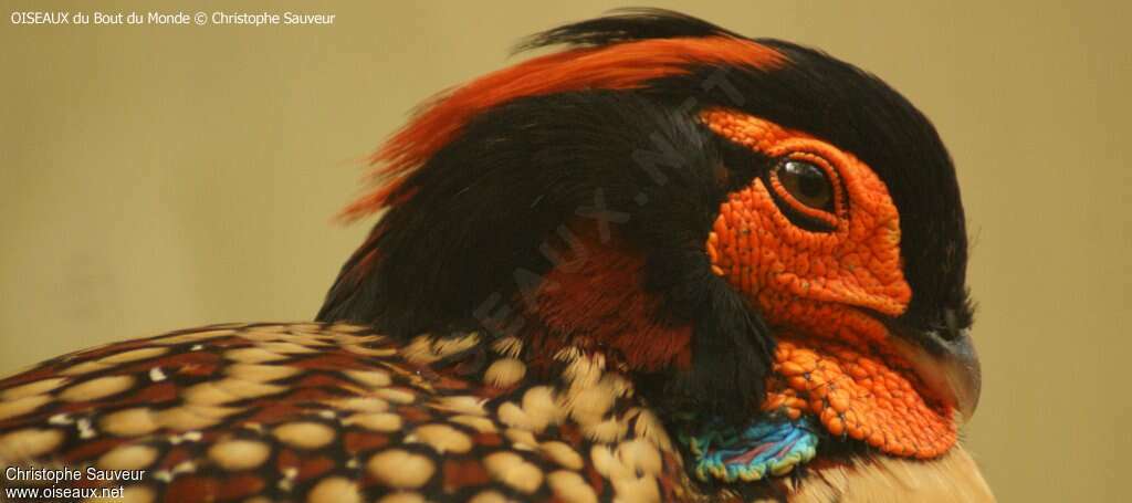 Tragopan de Cabot