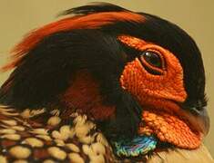 Cabot's Tragopan