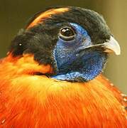 Temminck's Tragopan