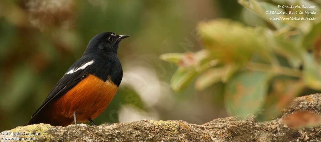 Mocking Cliff Chat male adult, identification