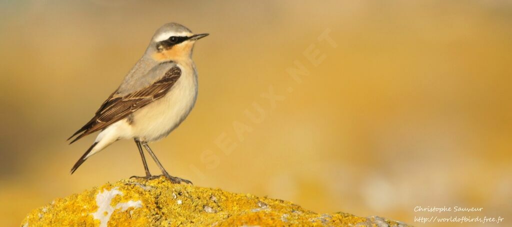 Northern Wheatear