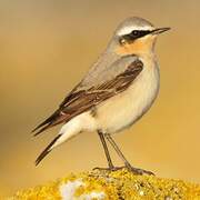 Northern Wheatear