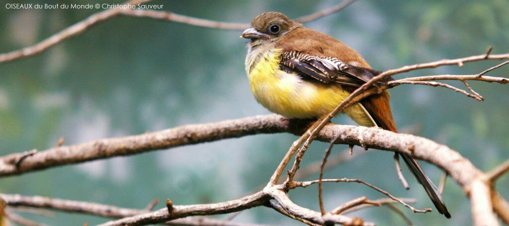 Orange-breasted Trogon