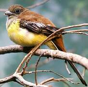 Orange-breasted Trogon