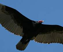 Turkey Vulture