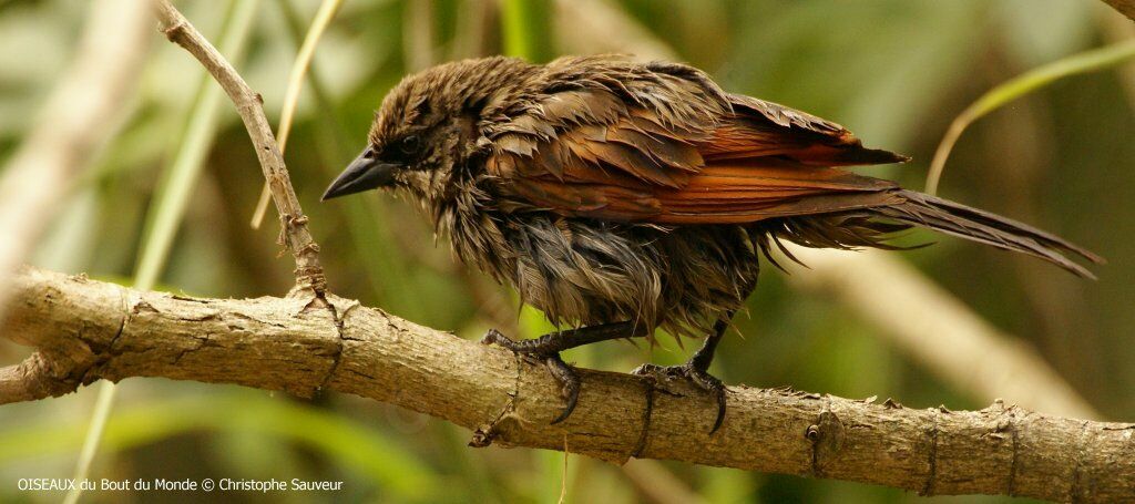 Greyish Baywing