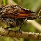 Vacher à ailes baies