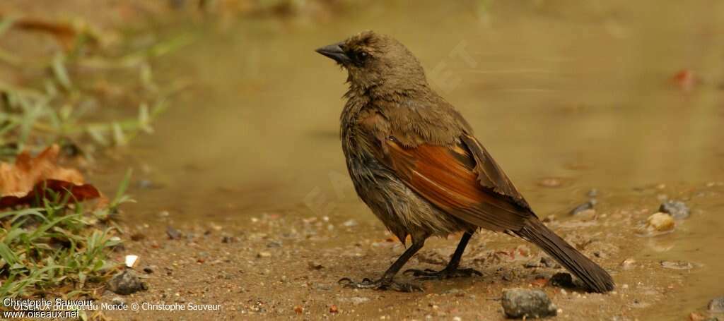 Greyish Baywingadult, identification