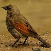 Greyish Baywing