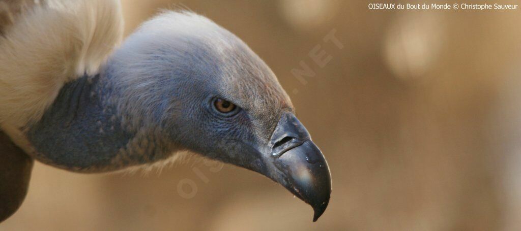 Cape Vulture