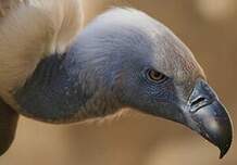 Vautour chassefiente