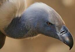 Vautour chassefiente