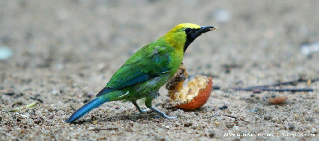 Blue-winged Leafbird