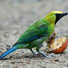 Verdin à ailes bleues