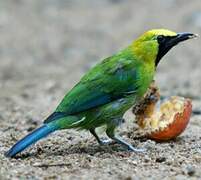 Blue-winged Leafbird