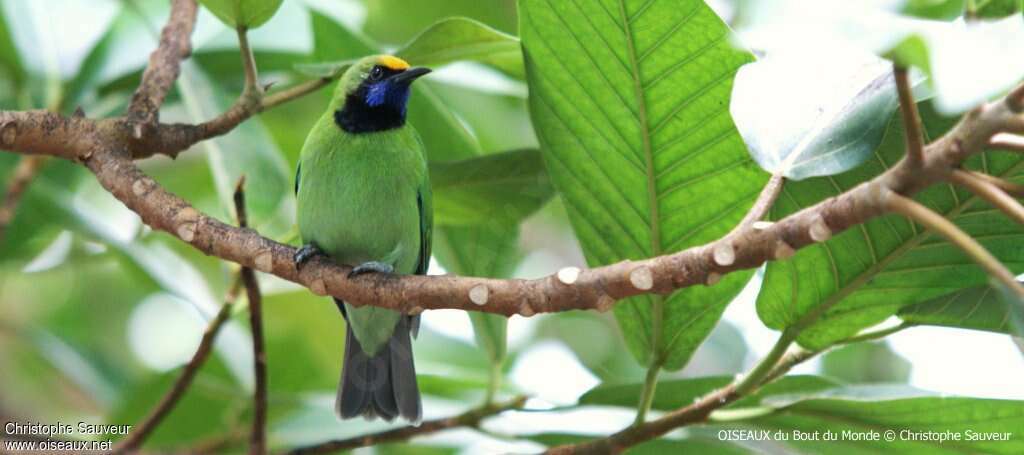 Golden-fronted Leafbirdadult, habitat, camouflage, pigmentation