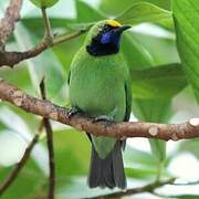 Golden-fronted Leafbird