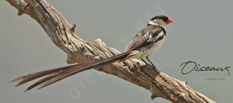 Pin-tailed Whydah male adult breeding, identification