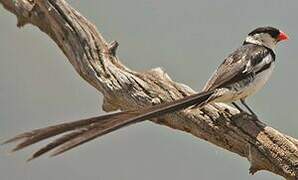 Pin-tailed Whydah