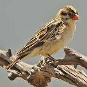 Pin-tailed Whydah