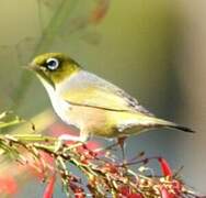 Silvereye