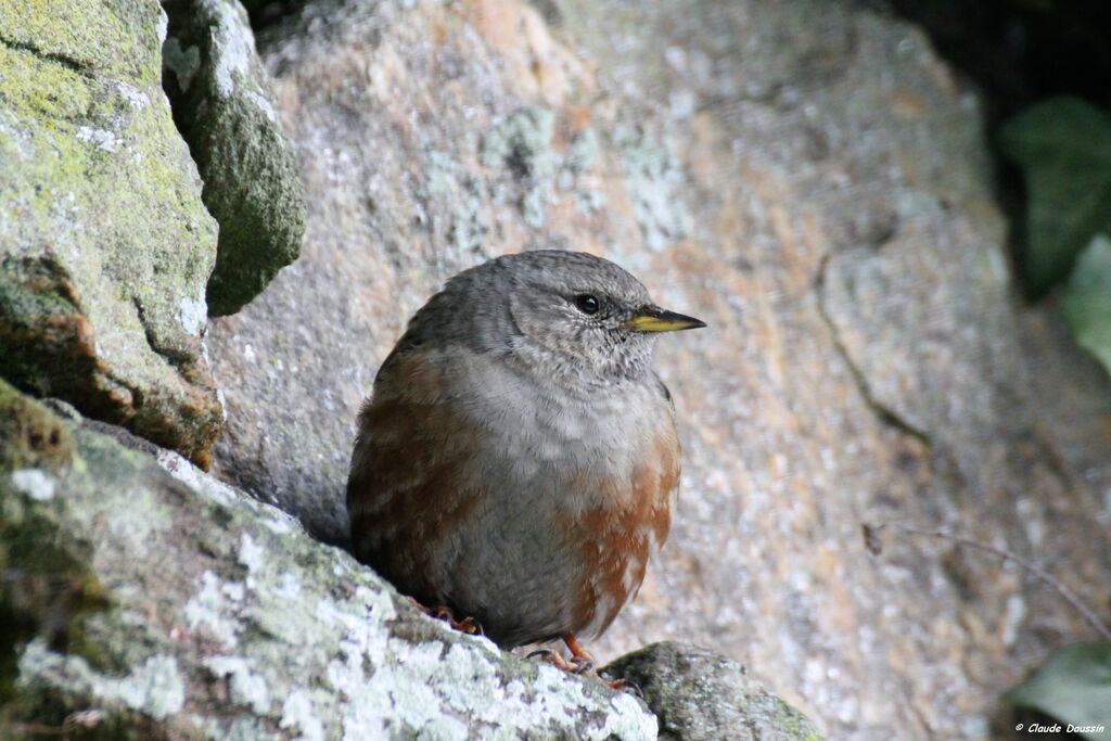 Alpine Accentor