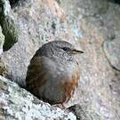 Accenteur alpin