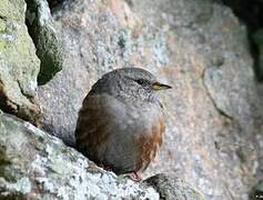 Alpine Accentor