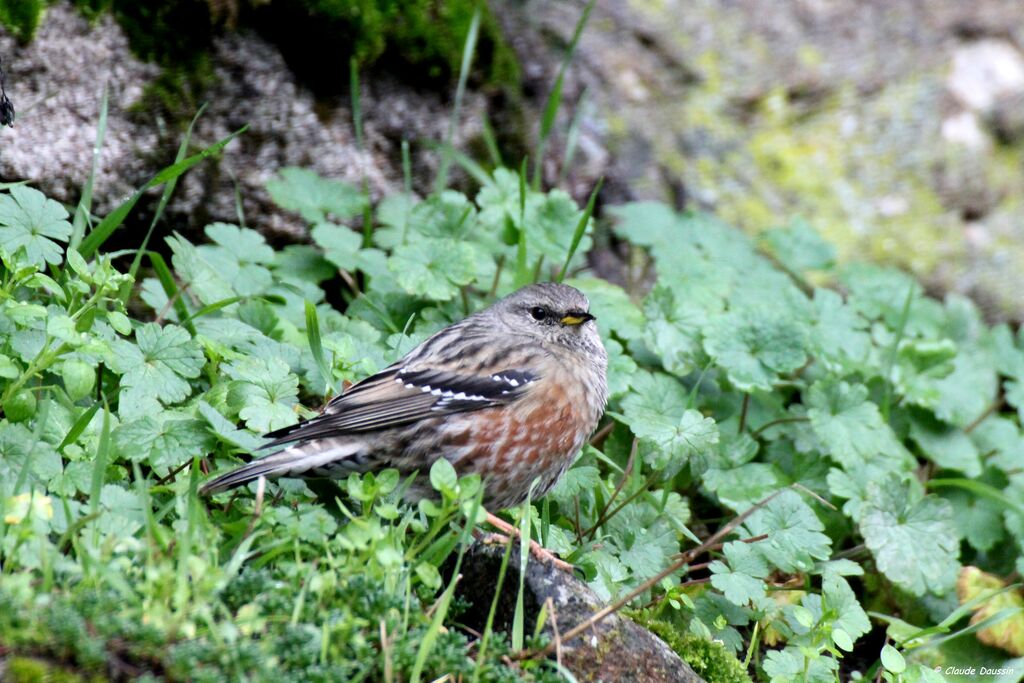 Alpine Accentor