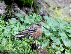 Alpine Accentor